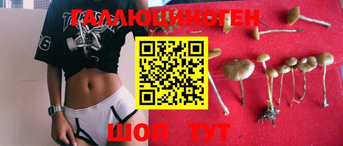 Михайловка  Псилоцибиновые грибы Psilocybine cubensis  цены   Вход с VPN 